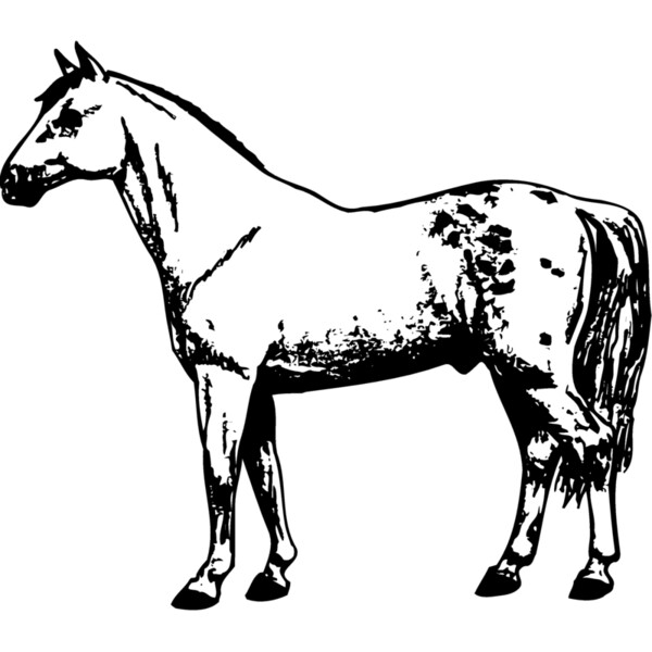 HORSE032 Thumbnail