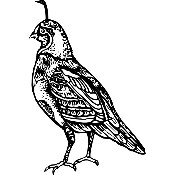 BIRD042 Thumbnail