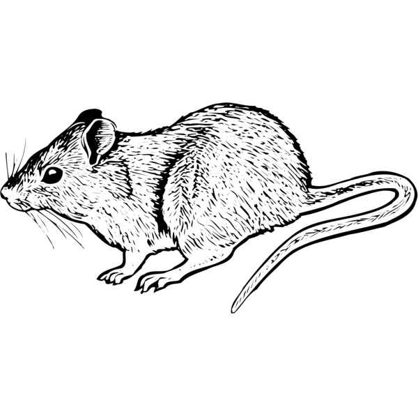 MOUSE004 Thumbnail