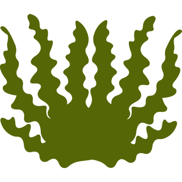 Sea Plant 2 Thumbnail